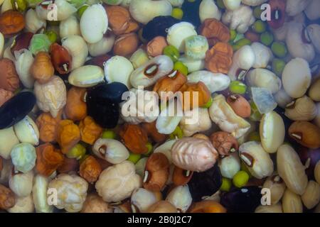 Vista degli impulsi, dei cereali, dei fagioli e dei piselli imbevuti in acqua come fase di preparazione per cucinare. Foto Stock