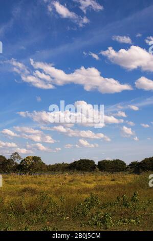 BRASILE, MATO GROSSO, PANTANAL, REFUGIO ECOLOGICO CAIMAN, SAVANNAH PAESAGGIO Foto Stock