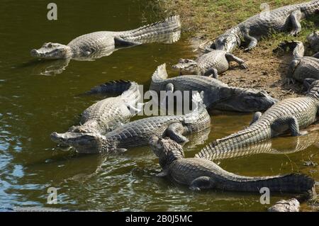 BRASILE, MATO GROSSO, PANTANAL, REFUGIO ECOLOGICO CAIMAN, PARAGUAIANI CAIMANI SULLA RIVA DEL LAGO, SOLE, CAIMAN CROMODILUS YACARE Foto Stock