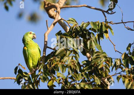 BRASILE, MATO GROSSO, PANTANAL, REFUGIO ECOLOGICO CAIMAN, BLUE-FRONTED PARROT (AMAZONA AESTIVA) IN ALBERO Foto Stock