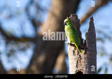 BRASILE, MATO GROSSO, PANTANAL, REFUGIO ECOLOGICO CAIMAN, BLUE-FRONTED PARROT (AMAZONA AESTIVA) A NIDIFICAZIONE ALBERO Foto Stock