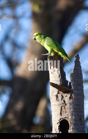 BRASILE, MATO GROSSO, PANTANAL, REFUGIO ECOLOGICO CAIMAN, BLUE-FRONTED PARROT (AMAZONA AESTIVA) A NIDIFICAZIONE ALBERO Foto Stock