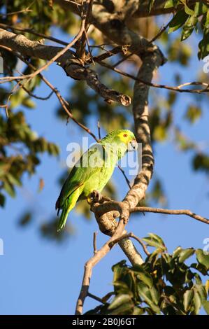 BRASILE, MATO GROSSO, PANTANAL, REFUGIO ECOLOGICO CAIMAN, BLUE-FRONTED PARROT (AMAZONA AESTIVA) IN ALBERO Foto Stock