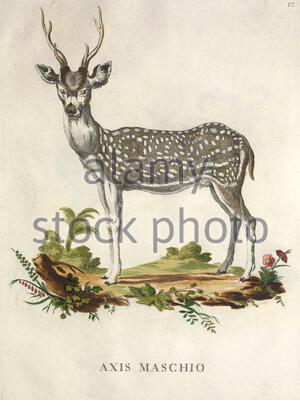 Chital Stag, illustrazione a colori vintage dal 1771 Foto Stock