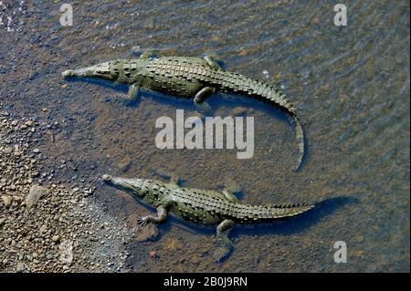 COSTA RICA, RIO TARCOLES, COCCODRILLI AMERICANI (CROCODYLUS ACUTUS) NEL FIUME Foto Stock