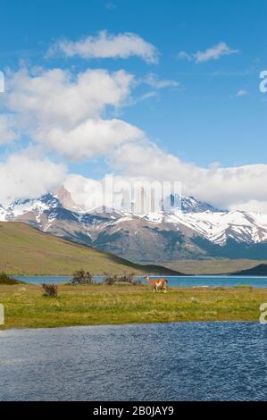 Vista delle Torri Paine con Guanaco (lama guanicoe) da Laguna Azul nel Parco Nazionale Torres del Paine in Patagonia, Cile Foto Stock