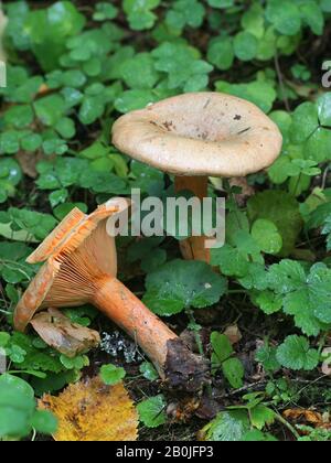 Lactarius deterrimus, noto come falso zafferano milkcap o arancio milkcap Foto Stock