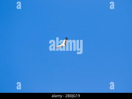 Himalayan Griffon Vulture, Gyps himalayensis in volo. Valle Rumbak. Hemis National Park. Ladakh, Himalaya, India Foto Stock