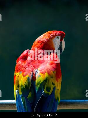 Il pappagallo dai colori vivaci si trova su un panche all'aperto in uno zoo locale Foto Stock
