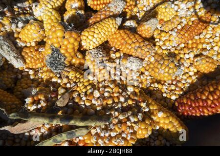 Abbondante Mais Crudo Maturo Giallo E Cbe Fresche Di Mais Dopo Raccolto D'Autunno Nel Villaggio Nepalese Foto Stock