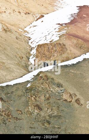Spedizione turistica alla ricerca di neve leopardo Rumbak valle. Parco nazionale di Hemis. Ladakh, Himalaya. India Foto Stock
