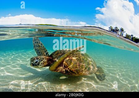 Tartaruga Verde, Chelonia Mydas, Koolina, Oahu, Hawaii, STATI UNITI D'AMERICA Foto Stock