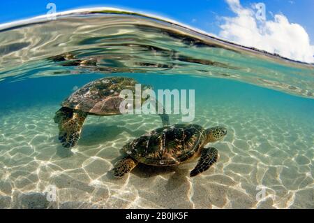 Tartaruga Verde, Chelonia Mydas, Koolina, Oahu, Hawaii, STATI UNITI D'AMERICA Foto Stock