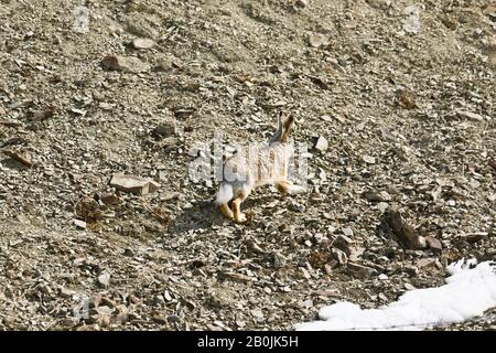 Lepido Lepre, Lepus oistolus, Ladakh, Jammu e Kashmir, Himalaya, India Foto Stock