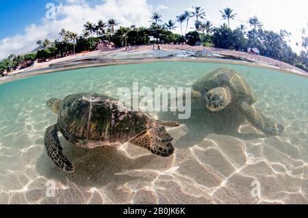 Tartaruga Verde, Chelonia Mydas, Koolina, Oahu, Hawaii, STATI UNITI D'AMERICA Foto Stock