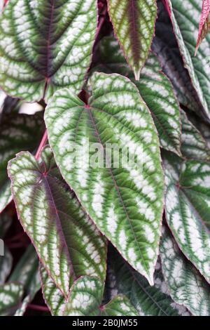 Cissus foglie scolorite - Rex genera vite Foto Stock