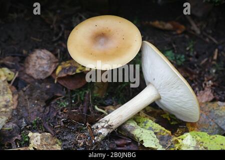 Melanoleuca cognata, comunemente nota come cavalier primaverile, fungo selvatico finlandese Foto Stock