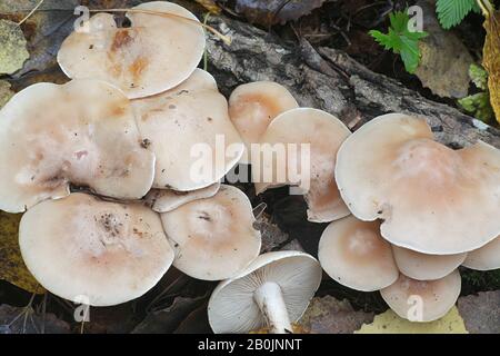 Lepista irina (anche Clitocybe irina), conosciuta come il blewit fiorito, fungo selvatico dalla Finlandia Foto Stock