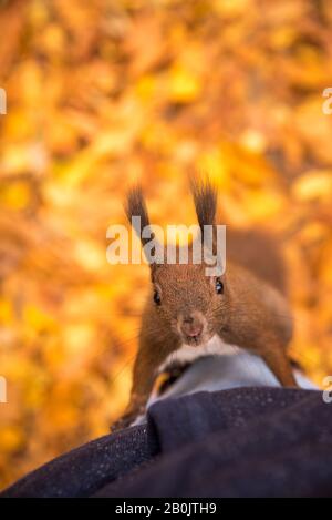 Una passeggiata nel parco Lazienki Foto Stock