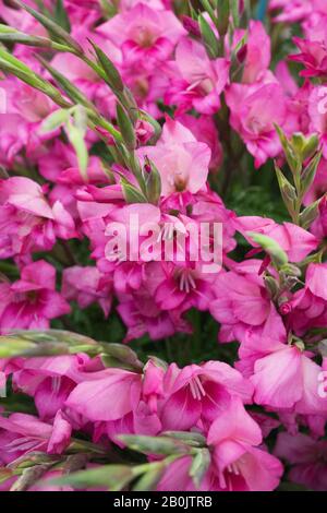 Nano Gladiolo 'Magenta Magic' fiori Foto Stock