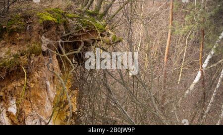 Dislocamento di terra nella foresta a causa di abbattimento di alberi. Foto Stock