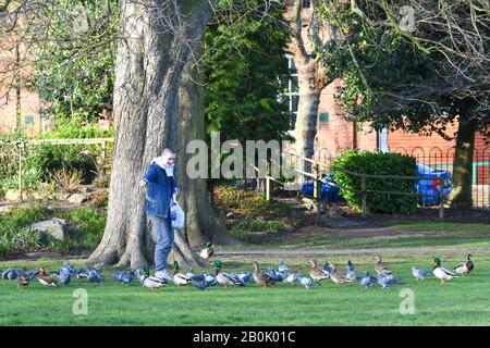 donna che alimenta piccioni in un parco Foto Stock