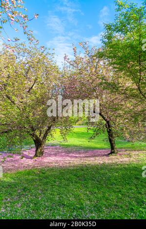 Un paio di alberi di fiori di ciliegio si erge sul prato e molti petali di ciliegia caduti coprono il prato nel Central Park New York City NY USA il 05 maggio 2019. Foto Stock