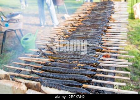 arrostire lo sgombro su una griglia di carbone durante un picnic all'aperto nel parco. pesce come una prelibatezza da mangiare Foto Stock