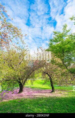 Un paio di alberi di fiori di ciliegio si erge sul prato e molti petali di ciliegia caduti coprono il prato nel Central Park New York City NY USA il 05 maggio 2019. Foto Stock