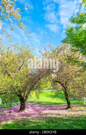 Un paio di alberi di fiori di ciliegio si erge sul prato e molti petali di ciliegia caduti coprono il prato nel Central Park New York City NY USA il 05 maggio 2019. Foto Stock