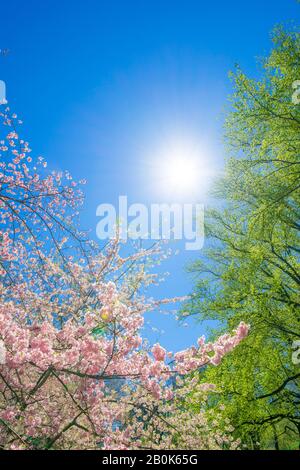 Il sole primaverile illumina i ciliegi in fiore e gli alberi verdi in crescita dal cielo blu al Central Park New York City NY USA il 16 aprile 2019. Foto Stock