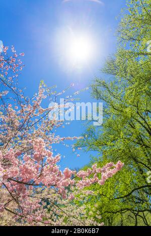 Il sole primaverile illumina i ciliegi in fiore e gli alberi verdi in crescita dal cielo blu al Central Park New York City NY USA il 16 aprile 2019. Foto Stock