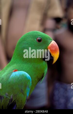 PAPUA NUOVA GUINEA, ISOLE DI TROBRIAND, KIRIWINA ISL., VILLAGGIO DI AIBOLA PET PARROT Foto Stock