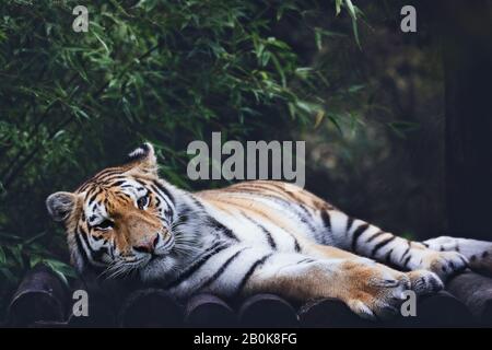 Posa della tigre di Sumatran presso il Parco degli Animali selvatici di Howletts in Inghilterra, parte della Fondazione Aspintall Foto Stock