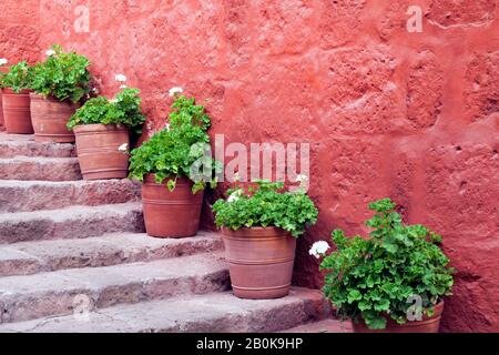 Piante di geranio bianco in vasi di argilla su gradini di pietra contro parete rustica rossa . Foto Stock