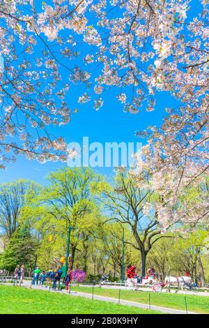 Il sole primaverile illumina i ciliegi in fiore e gli alberi verdi in crescita dal cielo blu al Central Park New York City NY USA il 16 aprile 2019. Foto Stock