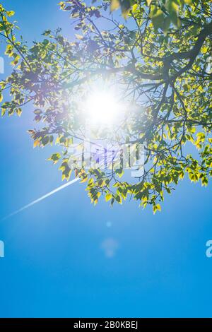 Il sole primaverile illumina il fresco verde del cielo blu al Central Park New York City NY USA il 16 aprile 2019. Foto Stock