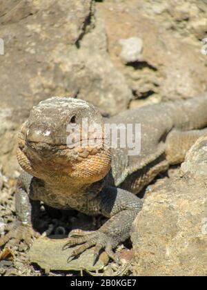 lucertola delle canarie, tipica delle isole Foto Stock