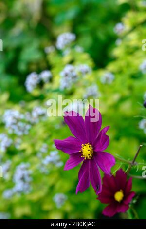 COSMOS bipinnatus Dazzler, fiori di cosmo viola, fiori, fiori, fioritura, schema di impianto misto, RM floreale Foto Stock