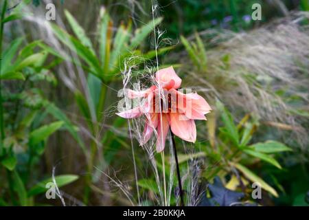 Dahlia,dahlias peonia,piantina,fiori di albicocca di color pesca corallo,fiore,fioritura,RM floreale Foto Stock