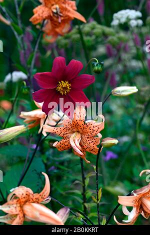 Dahlia,dahlias singolo,piantina,vino rosso fiori,Lilium lancifolium Flore Pleno,Double Tiger Lily,arancio fiori puntati,tigre gigli,fiore,fioritura Foto Stock