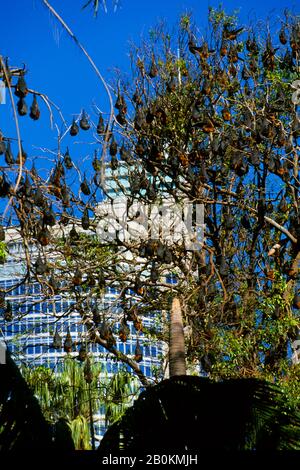 AUSTRALIA, SYDNEY, ROYAL BOTANICAL GARDEN, VOLATE CON TESTA GRIGIA VOLATE VOLPI (PIPISTRELLI DI FRUTTA), CENTRO IN BACKGROUND Foto Stock