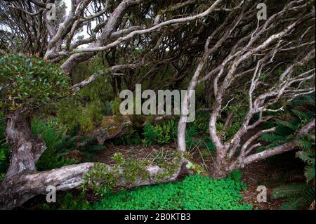 NUOVA ZELANDA, SUBANTARTICA, ENDERBY ISLAND, RATA FOREST, FELCI Foto Stock