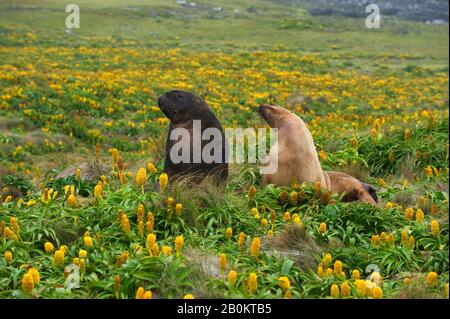 NUOVA ZELANDA, SUBANTARTICA, ISOLA DI ENDERBY, CAMPO DI FIORI GIALLI BULBINELLA ROSSII (MEGAHERBS), COPPIA DI LEONI MARINI DI HOOKER Foto Stock