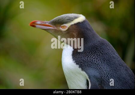 NUOVA ZELANDA, SUBANTARTICA, ENDERBY ISLAND, PENGUIN GIALLO (MEGADYPTES ANTIPODE), PRIMO PIANO Foto Stock