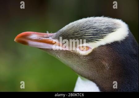 NUOVA ZELANDA, SUBANTARTICA, ENDERBY ISLAND, PENGUIN GIALLO (MEGADYPTES ANTIPODE), PRIMO PIANO Foto Stock