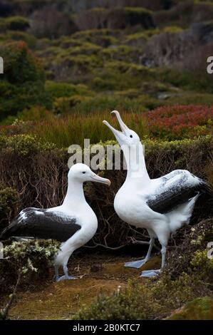 NUOVA ZELANDA, SUBANTARTICA, ENDERBY ISLAND, SOUTHERN ROYAL ALBATROSS (DIOMEDEA EPOMOPHORA EPOMOPHORA), COPPIA, COMPORTAMENTO CORTEGGIAMENTO Foto Stock