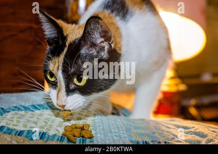 La zucca, un gatto calico adulto, mangia i dolcetti di gatto, 5 gennaio 2016, a Coden, Alabama. Foto Stock