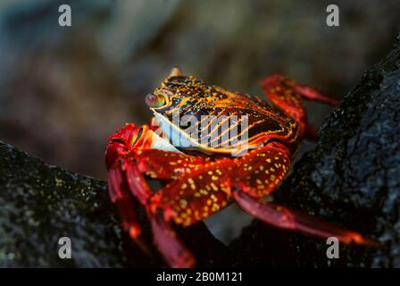 ECUADOR, ISOLE GALAPAGOS ISOLA SEYMORE, GRANCHIO DI SALLY PIEDE LEGGERO (GRAPSUS GRAPISUS) Foto Stock