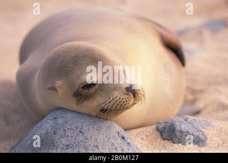 ECUADOR, ISOLE GALAPAGOS SEYMORE ISLAND, GALAPAGOS SEA LION, DORMIRE SULLA SPIAGGIA Foto Stock